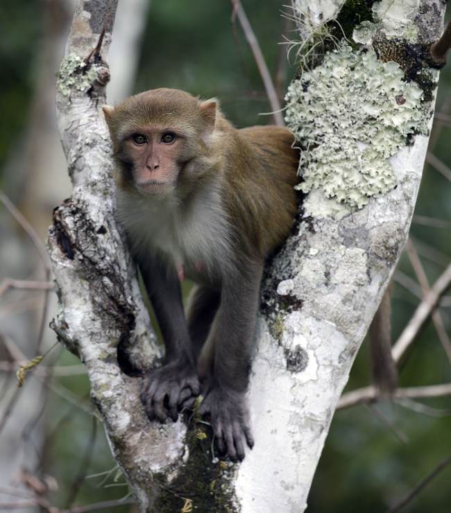 Mississippi Mom Shoots Escaped Monkey Protecting Her Children - The Joe ...
