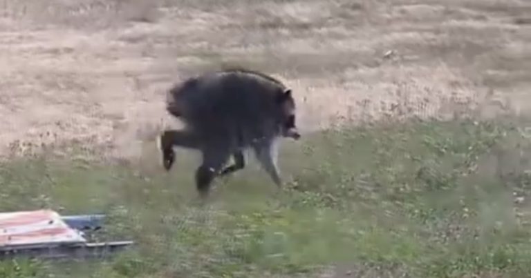 Seattle Community Embraces Resilient Raccoon Jimothy With Short Spine