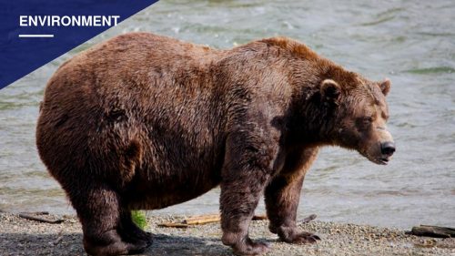 Fat Bear Week Draws Playful Memes as Katmai's Bears Bulk Up for Winter