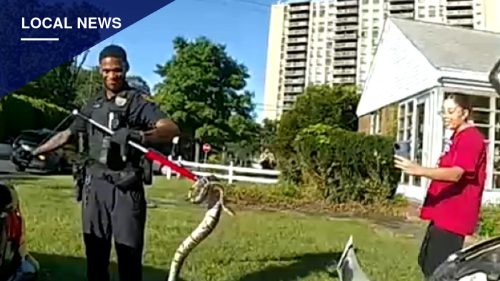 Franklin Township Police Spend 20 Minutes Freeing Ball Python Trapped in Car Grille