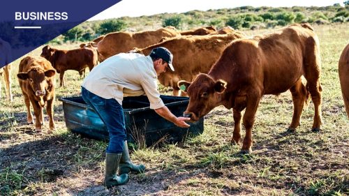 Georgia Cattle Farmer Says Shrinking Herds Are Reshaping America's Beef Supply