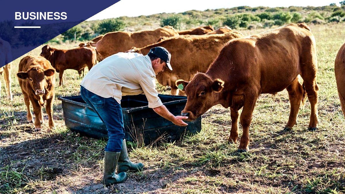 Georgia Cattle Farmer Says Shrinking Herds Are Reshaping America's Beef Supply
