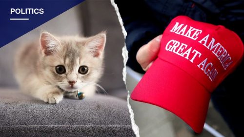 NYC Kitten Rescue Defends Policy Excluding MAGA Supporters After Backlash