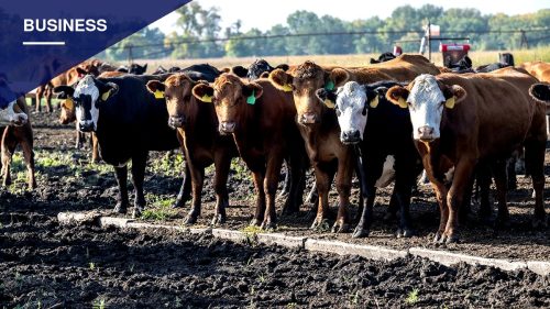 Record Beef Prices Push Trump Administration to Target Regulations Blamed for Squeezing Ranchers