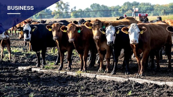 Record Beef Prices Push Trump Administration to Target Regulations Blamed for Squeezing Ranchers