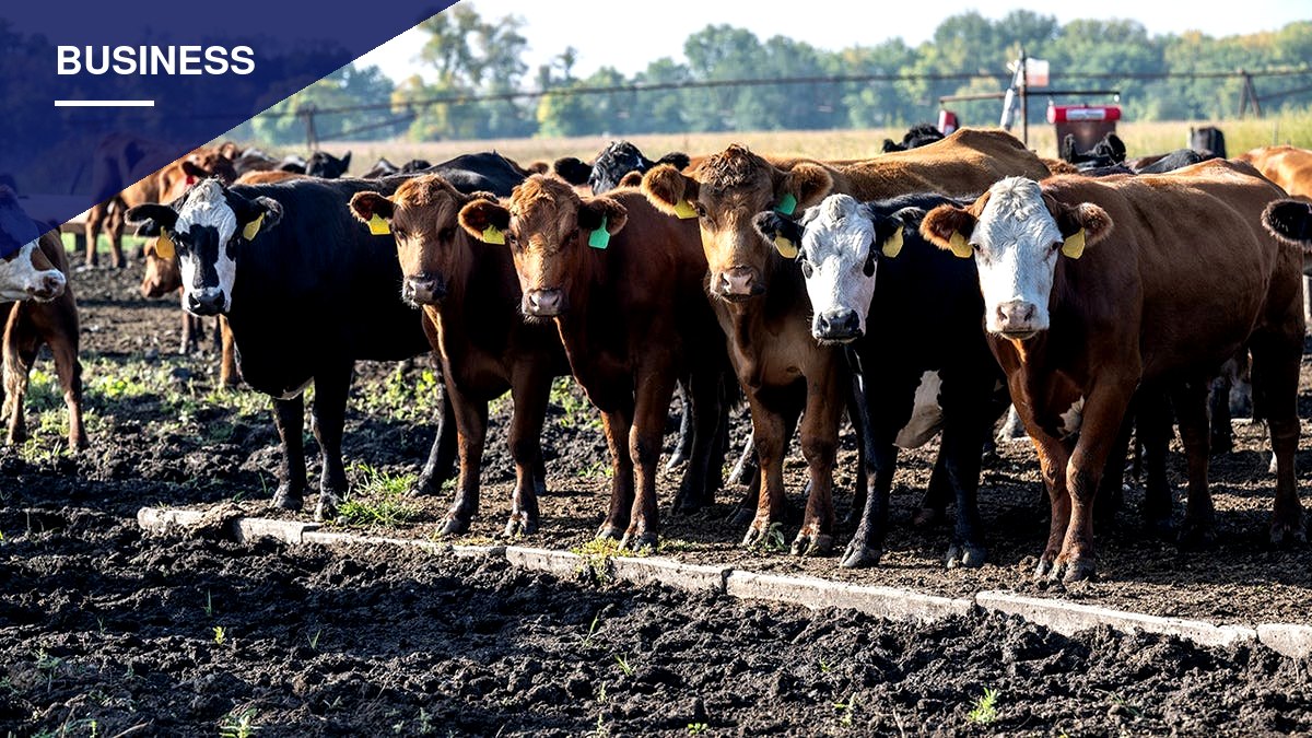 Record Beef Prices Push Trump Administration to Target Regulations Blamed for Squeezing Ranchers