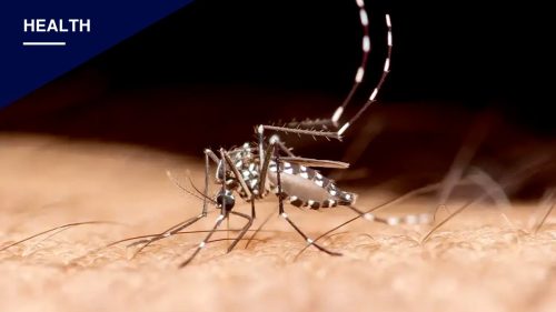 Tampa Woman's Death Confirmed as Florida's First Dengue Fatality of 2026