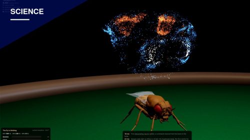 Virginia Lab's Fruit Fly Brain Map Goes Viral After Beating AI at Chess