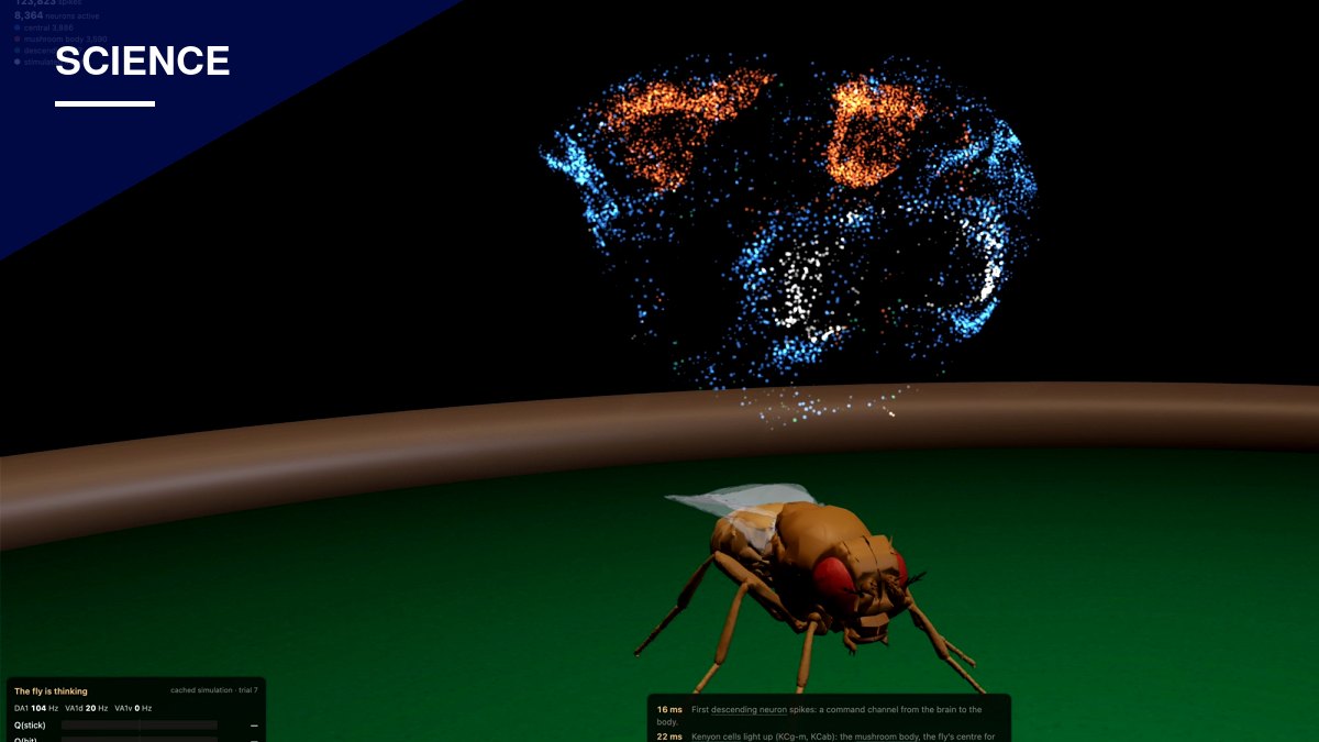 Virginia Lab's Fruit Fly Brain Map Goes Viral After Beating AI at Chess