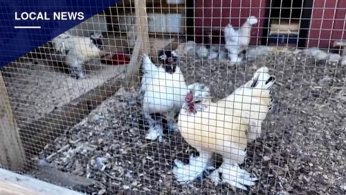 Brick Township Bans Roosters After Years of Noise Complaints