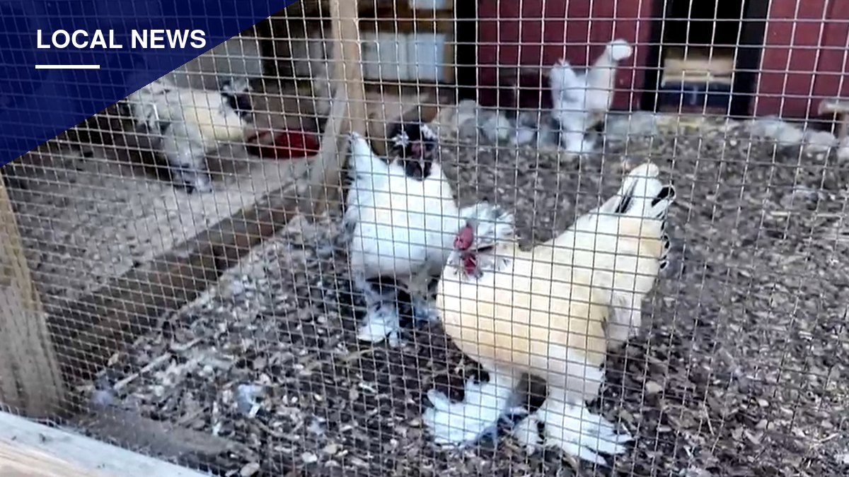 Brick Township Bans Roosters After Years of Noise Complaints
