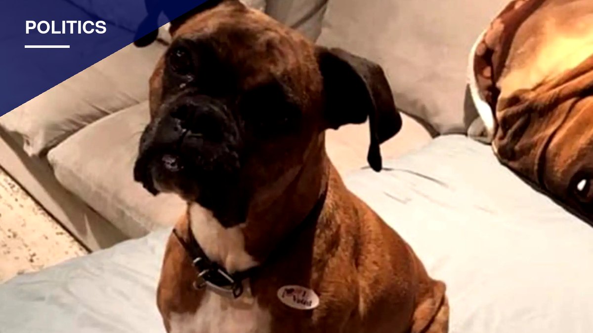 Costa Mesa Woman's Guilty Plea Over Dog's Ballots Fuels Voter ID Debate