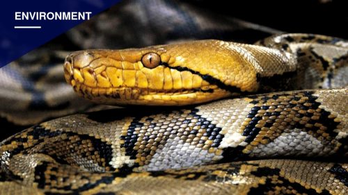 Hunters Capture Record 18-Foot Python in Puerto Rico After Cat Attack