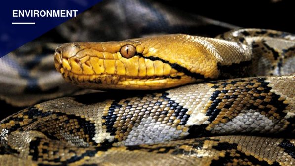 Hunters Capture Record 18-Foot Python in Puerto Rico After Cat Attack