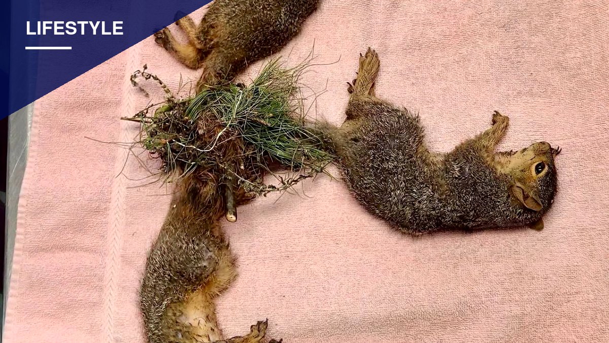 Indiana Wildlife Rescue Separates Three Baby Squirrels Fused Together at the Tail