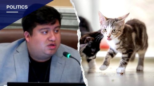 Minneapolis Council Passes Autonomous Vehicle Rule After Councilman's Cat-Killing Claim Draws Mockery