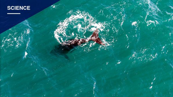 Unusual Wave of Dead Whale Calves Puts Puerto Madryn Scientists on Alert