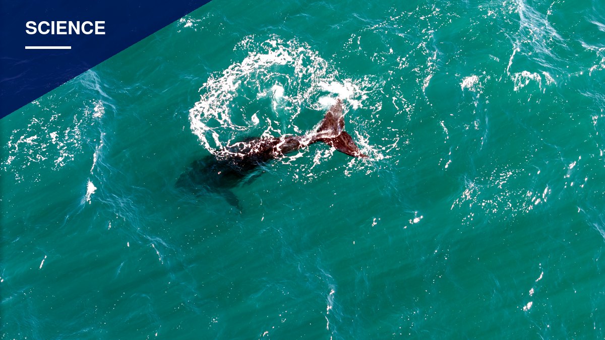 Unusual Wave of Dead Whale Calves Puts Puerto Madryn Scientists on Alert