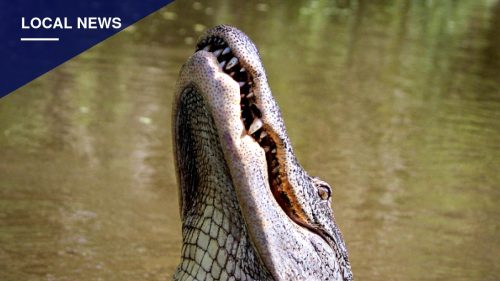 Winter Garden Angler, 71, Killed by Nearly 12-Foot Alligator at Lake Apopka