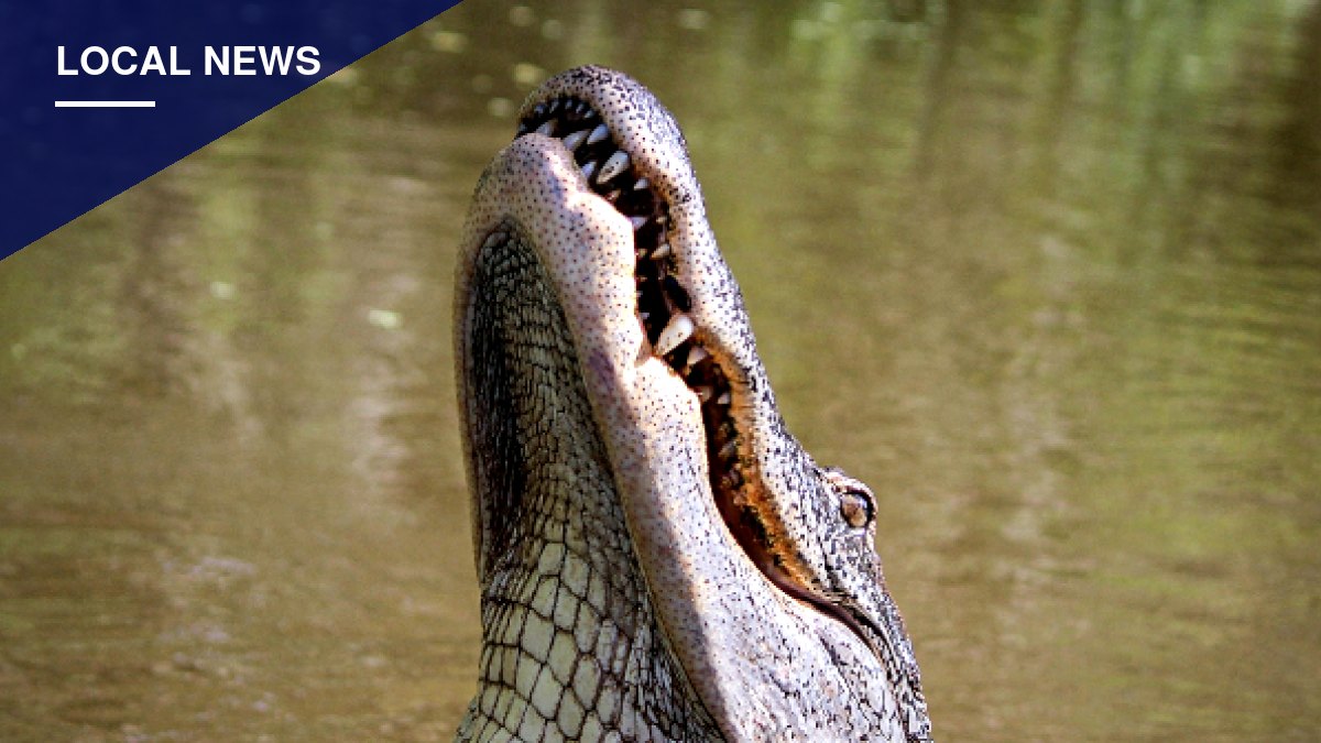 Winter Garden Angler, 71, Killed by Nearly 12-Foot Alligator at Lake Apopka